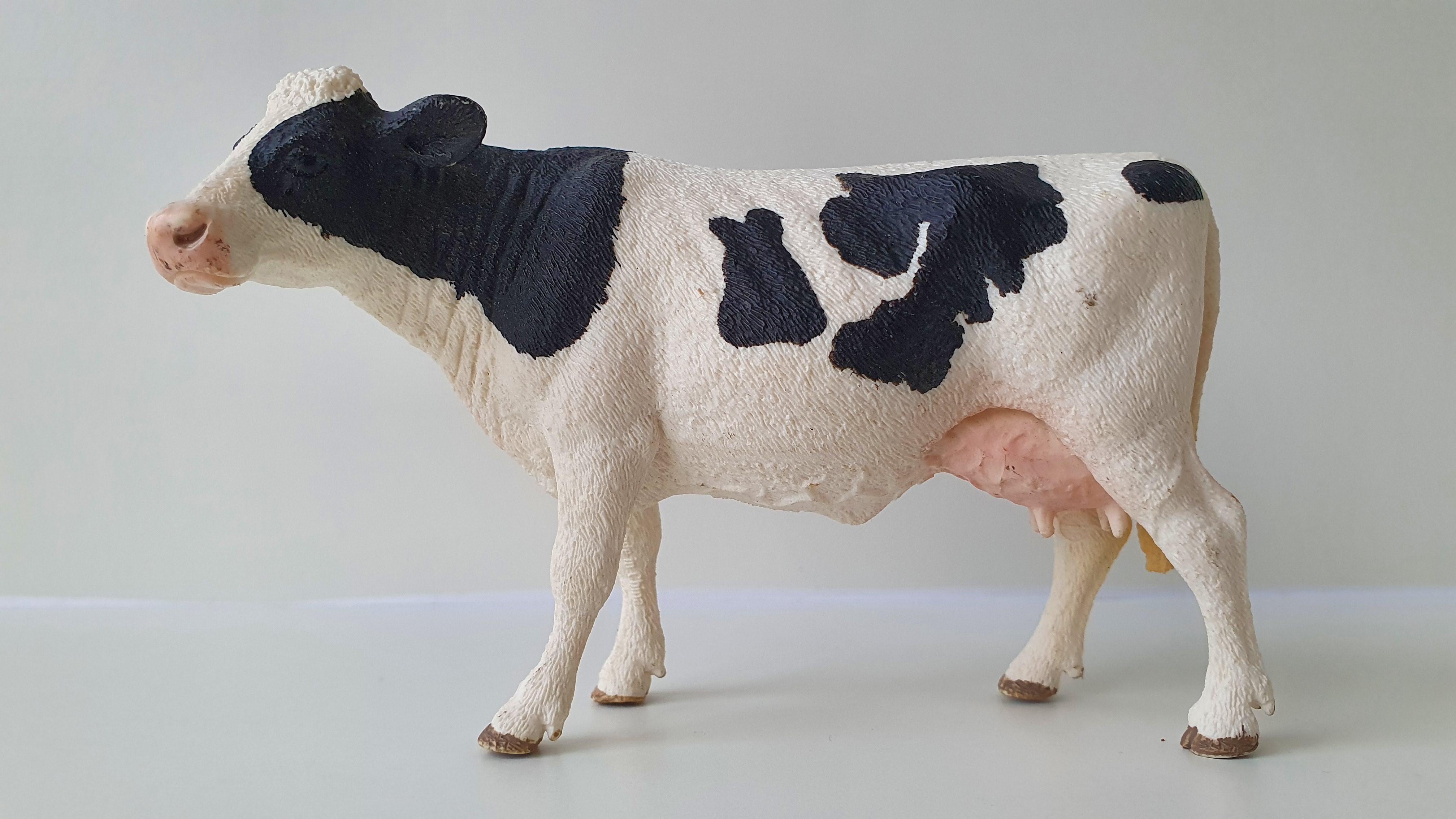 kráva holštýnská černobílá 13797, model 2015