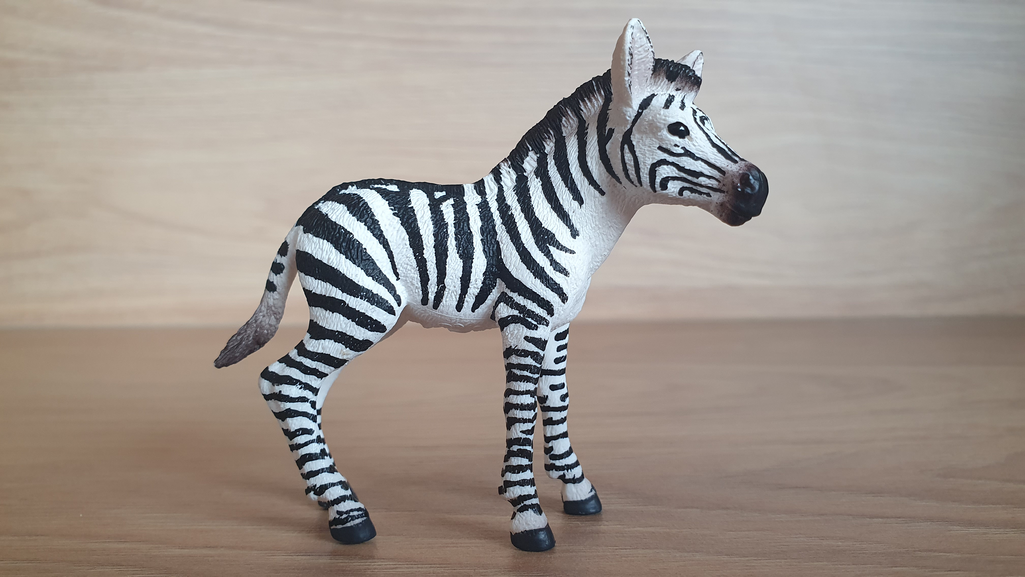 zebra mládě 14811, model 2017