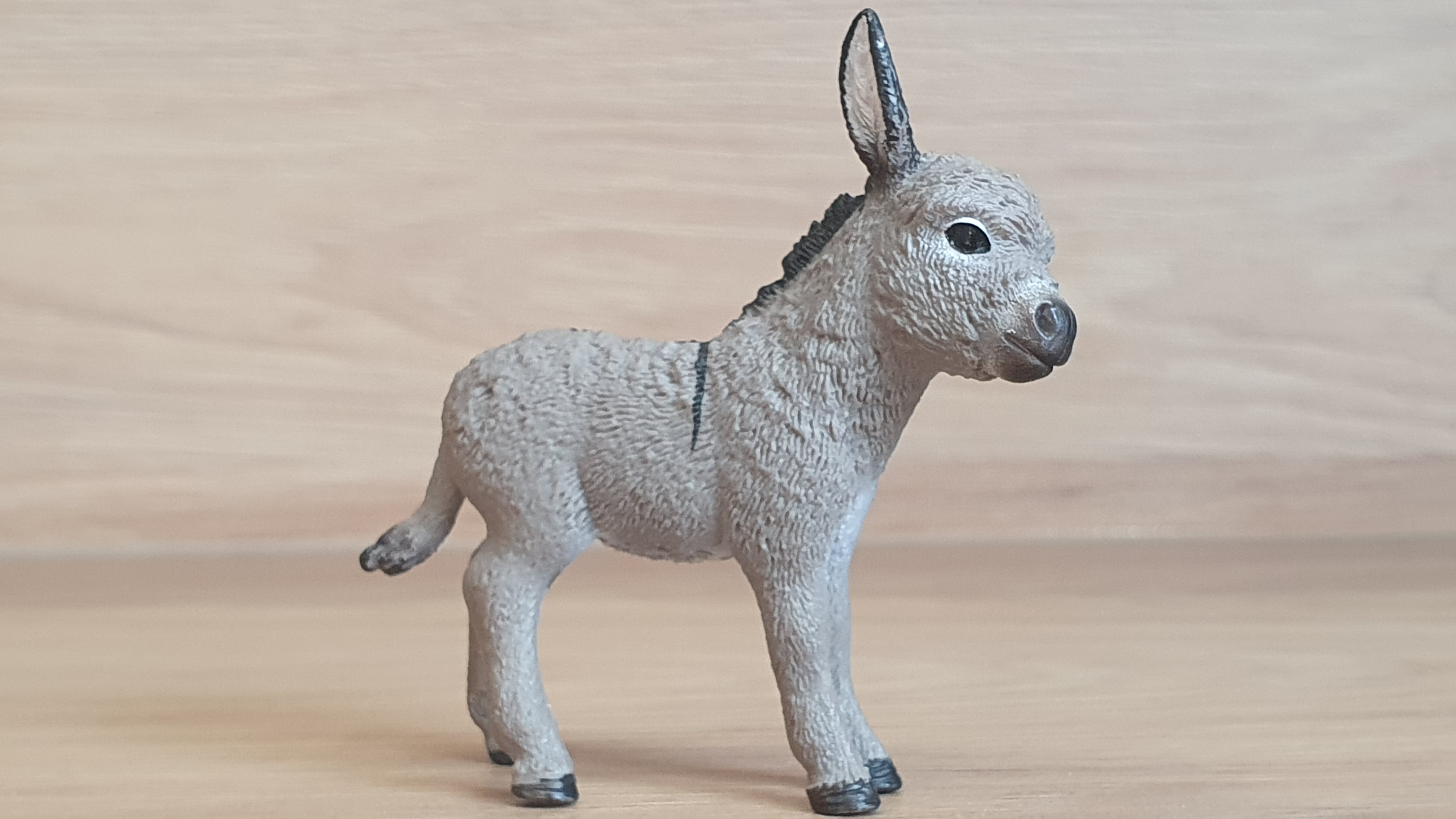 osel mládě 13746, model 2013