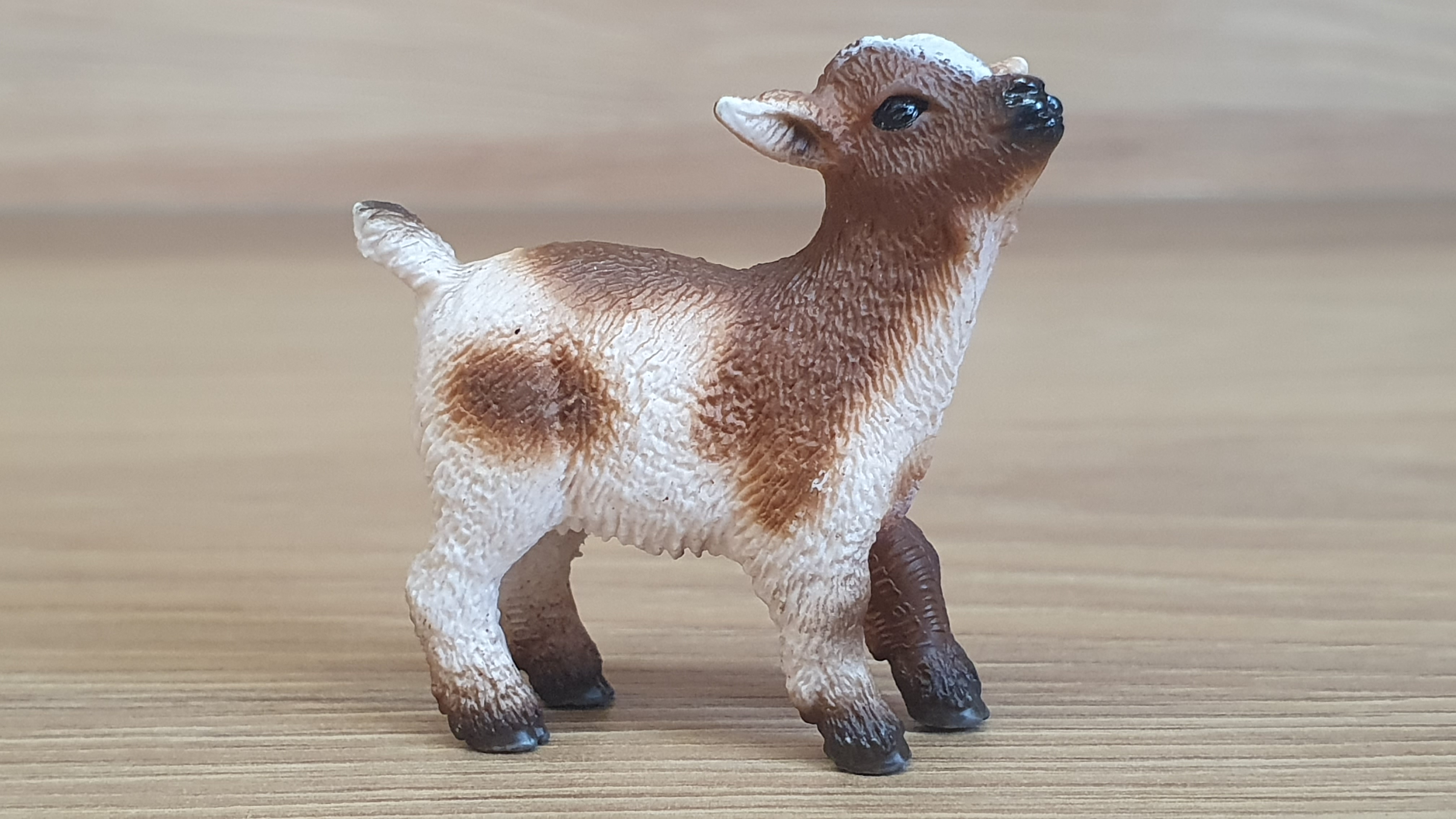 kůzle strakaté 13716, model 2011