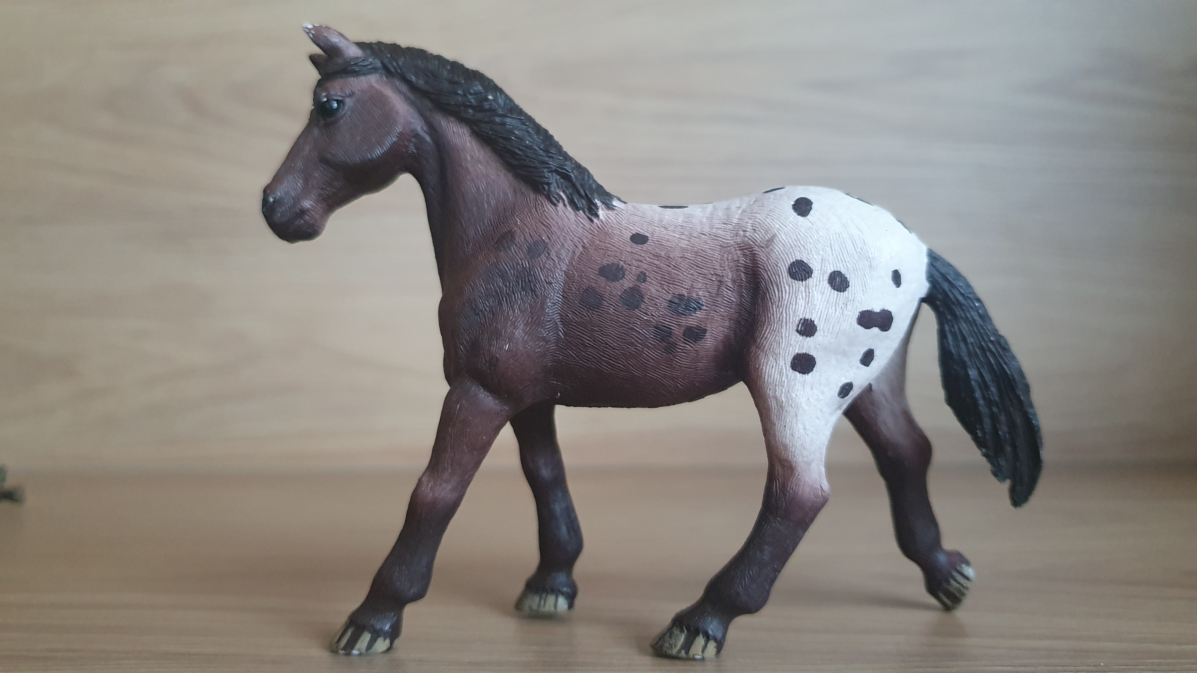 Appaloosa klisna 13861, model 2017