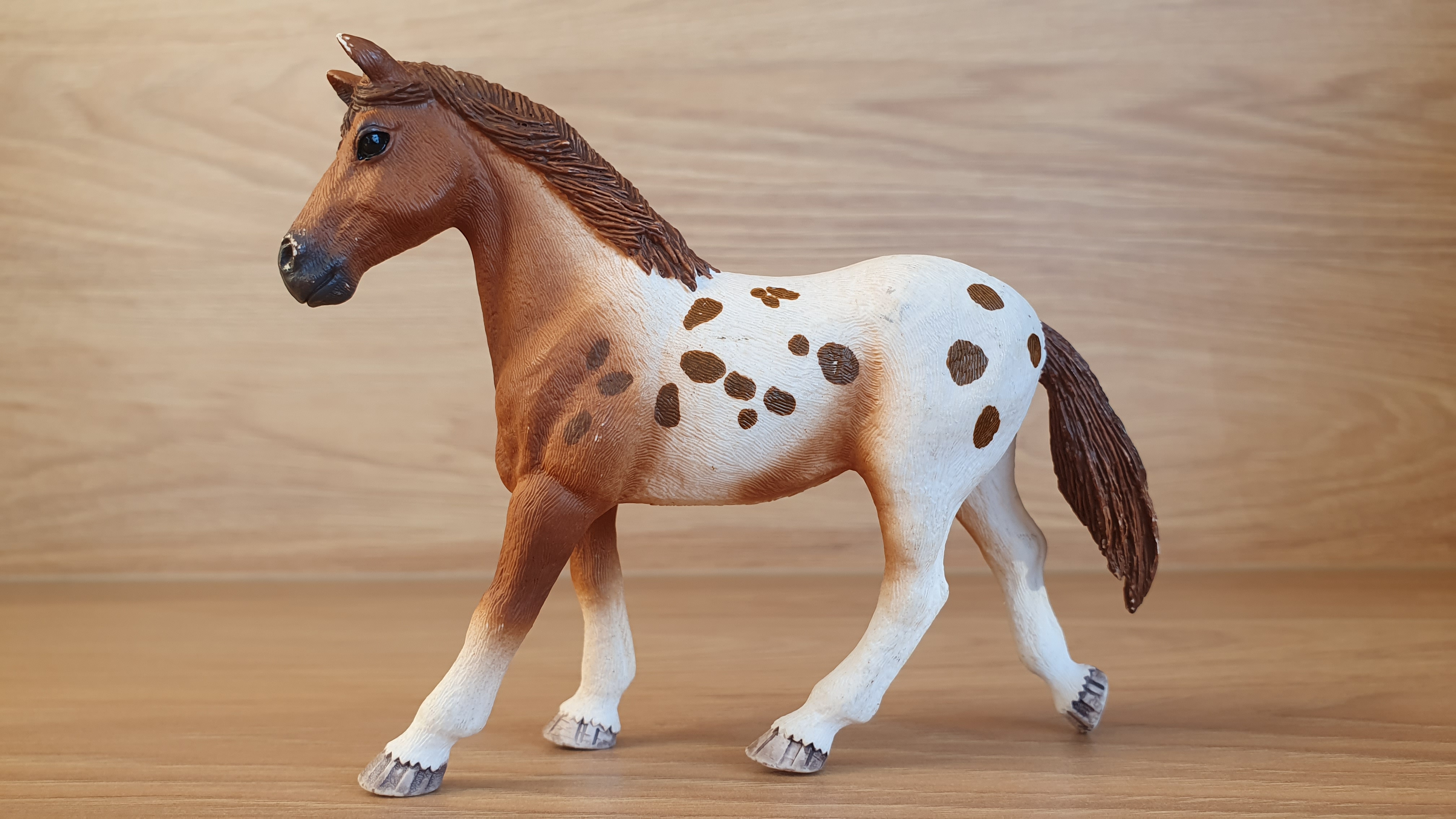Appaloosa klisna 42433, model 2017
