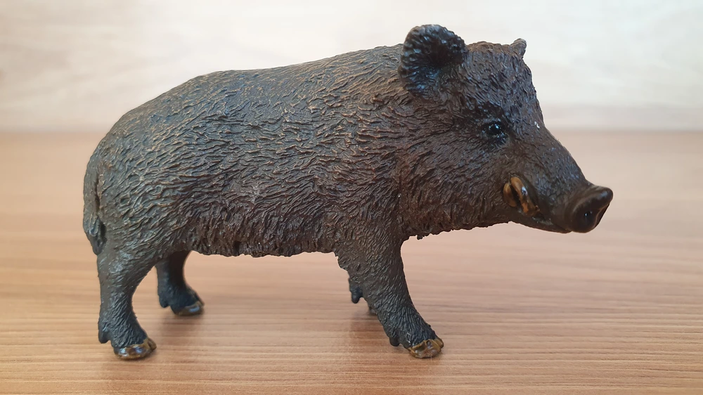 prase divoké 14783, model 2016