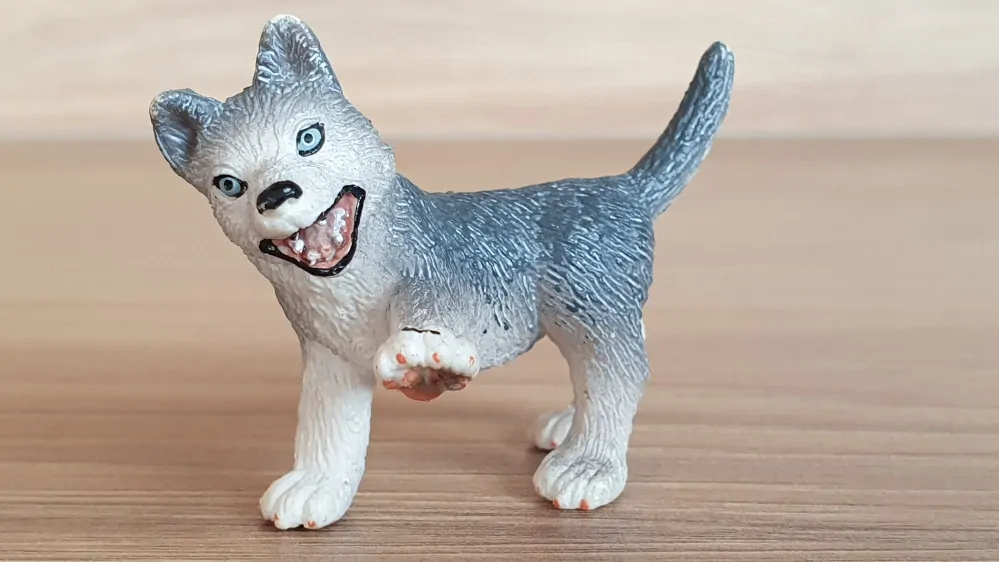 husky štěně 16374, model 2007