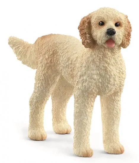 pes Goldendoodle 13939, nové