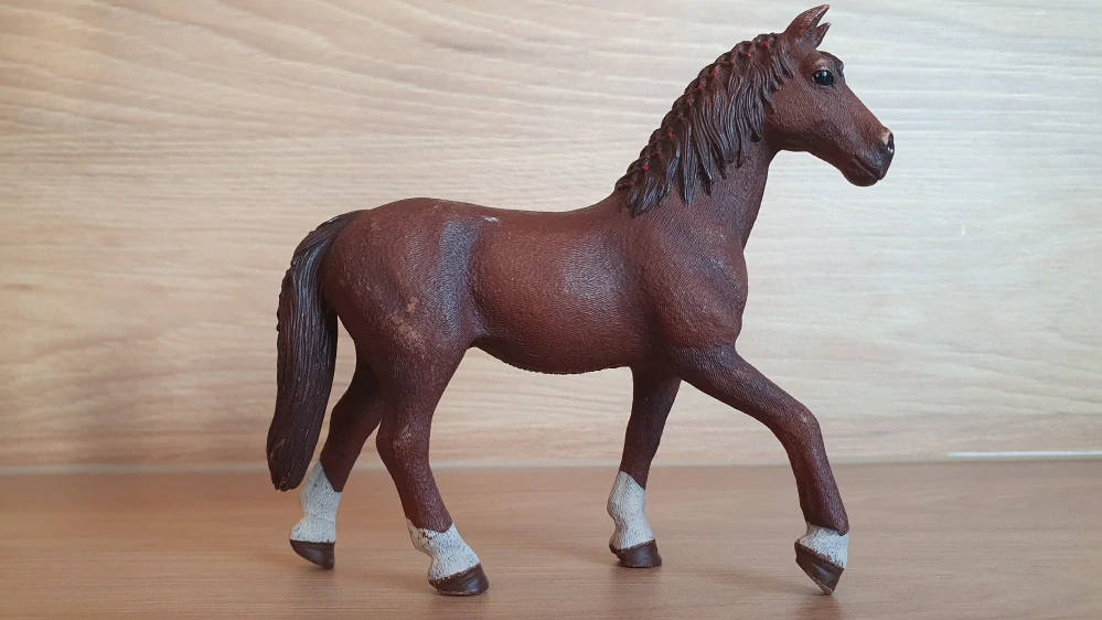 Quarter valach 42416, model 2017
