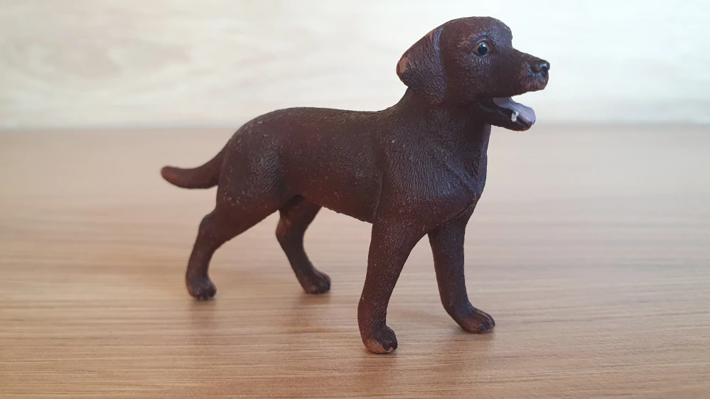 Labradorský retrívr 13834, model 2016