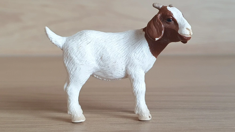 kůzle burské 13260, model 2001