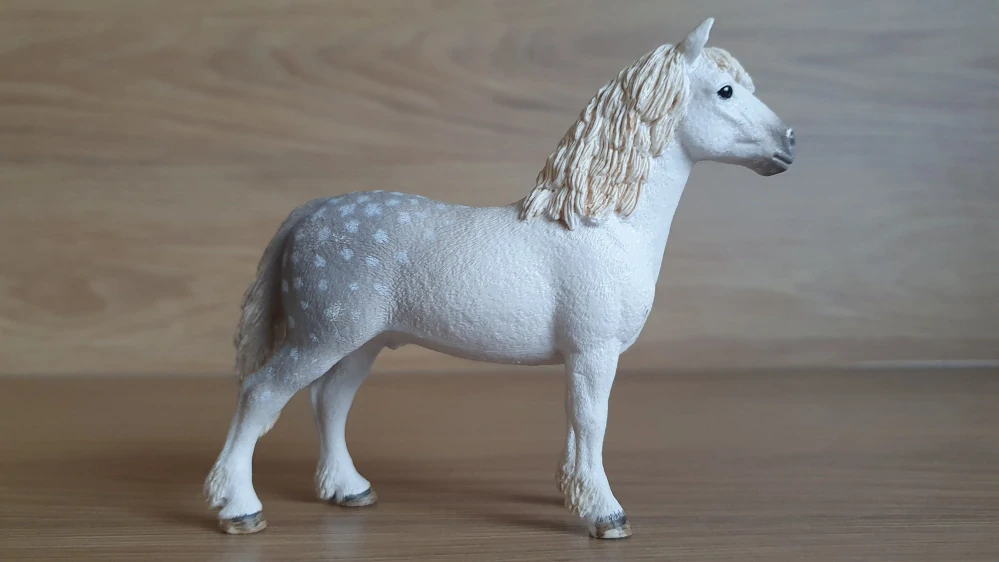 Velšský poník hřebec 13871, model 2017