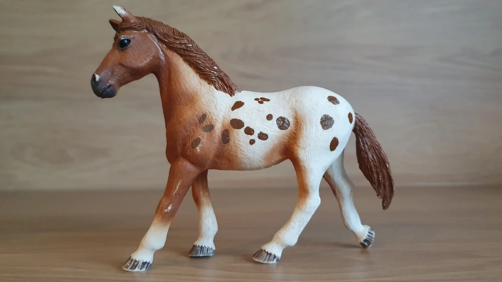 Appaloosa klisna 42433, model 2017