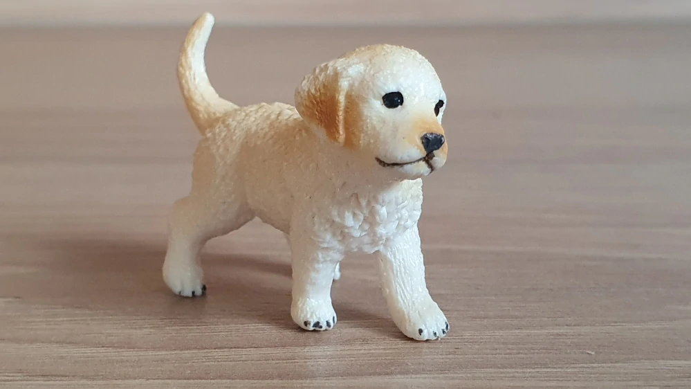 zlatý retrívr štěně 16396, model 2013