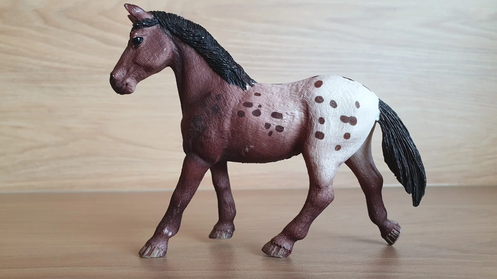 Appaloosa klisna 13861, model 2017