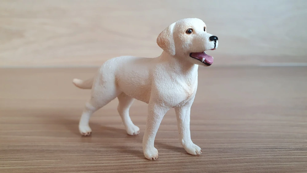 bílý labrador retrívr ze setu