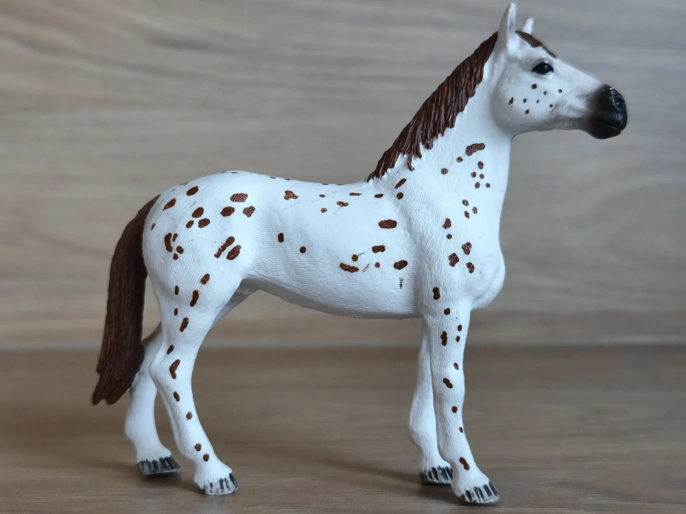 Appaloosa klisna 42433, model 2017