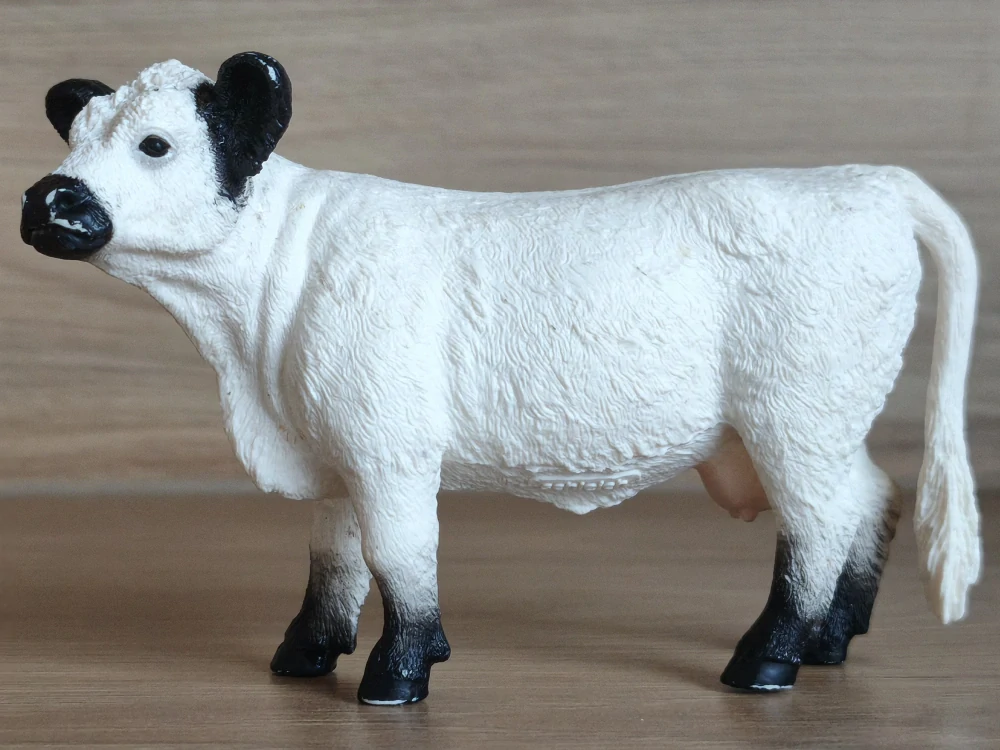 gallowayská kráva 13960, model 2022