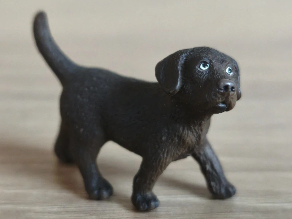 labrador hnědý štěně 16388, model 2009