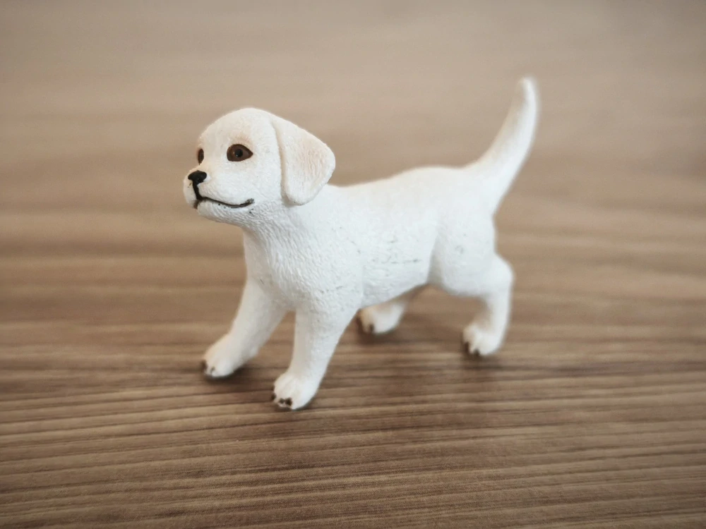 bílý labrador retrívr