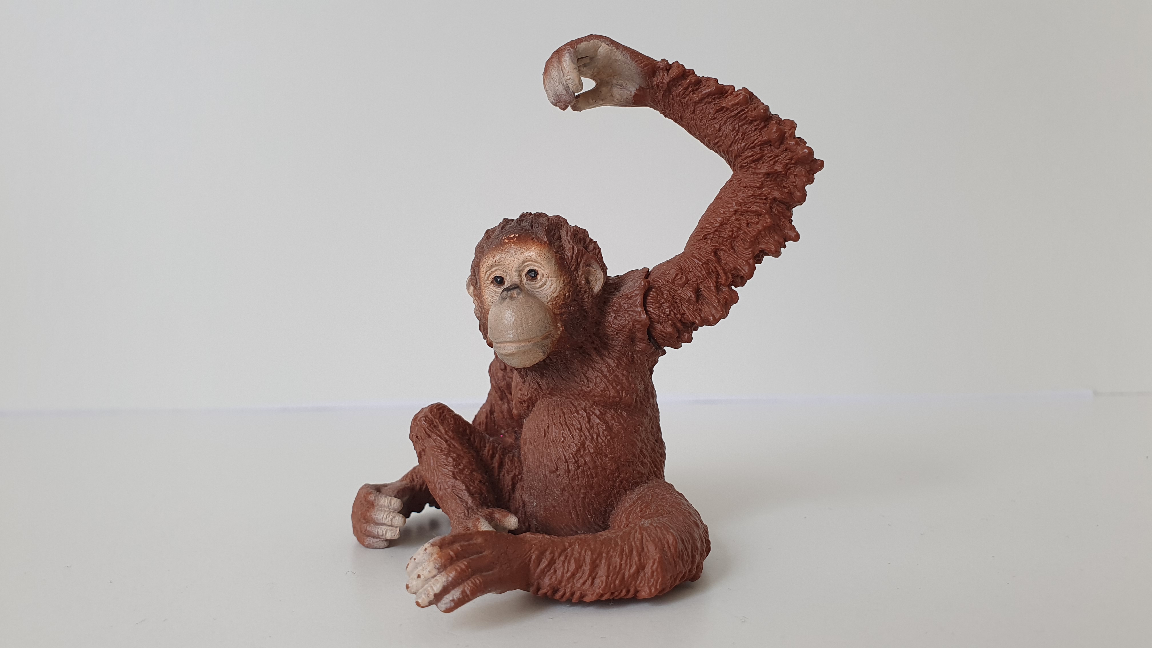 orangutan 14775, model 2016