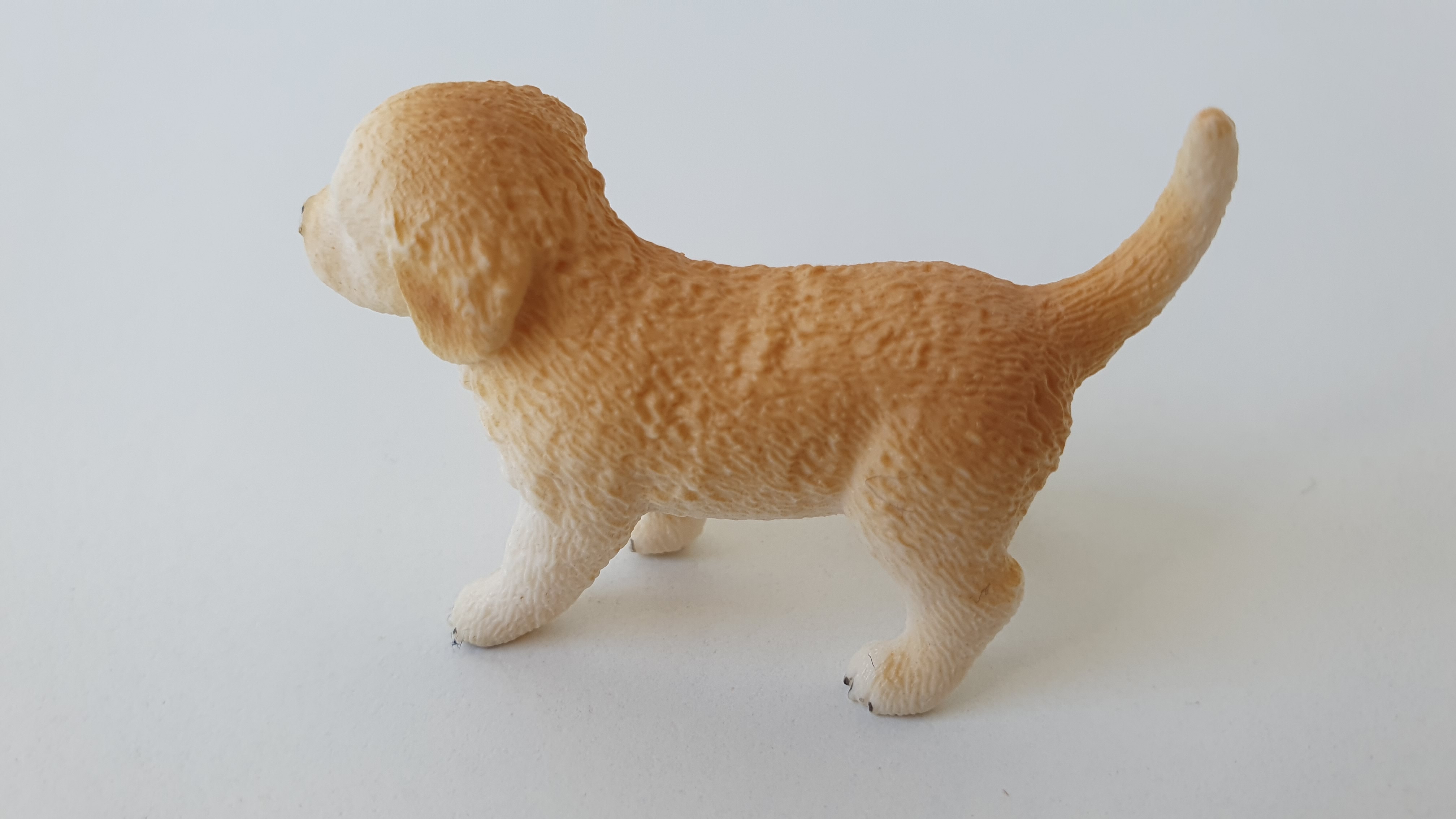 zlatý retrívr štěně 16396, model 2013