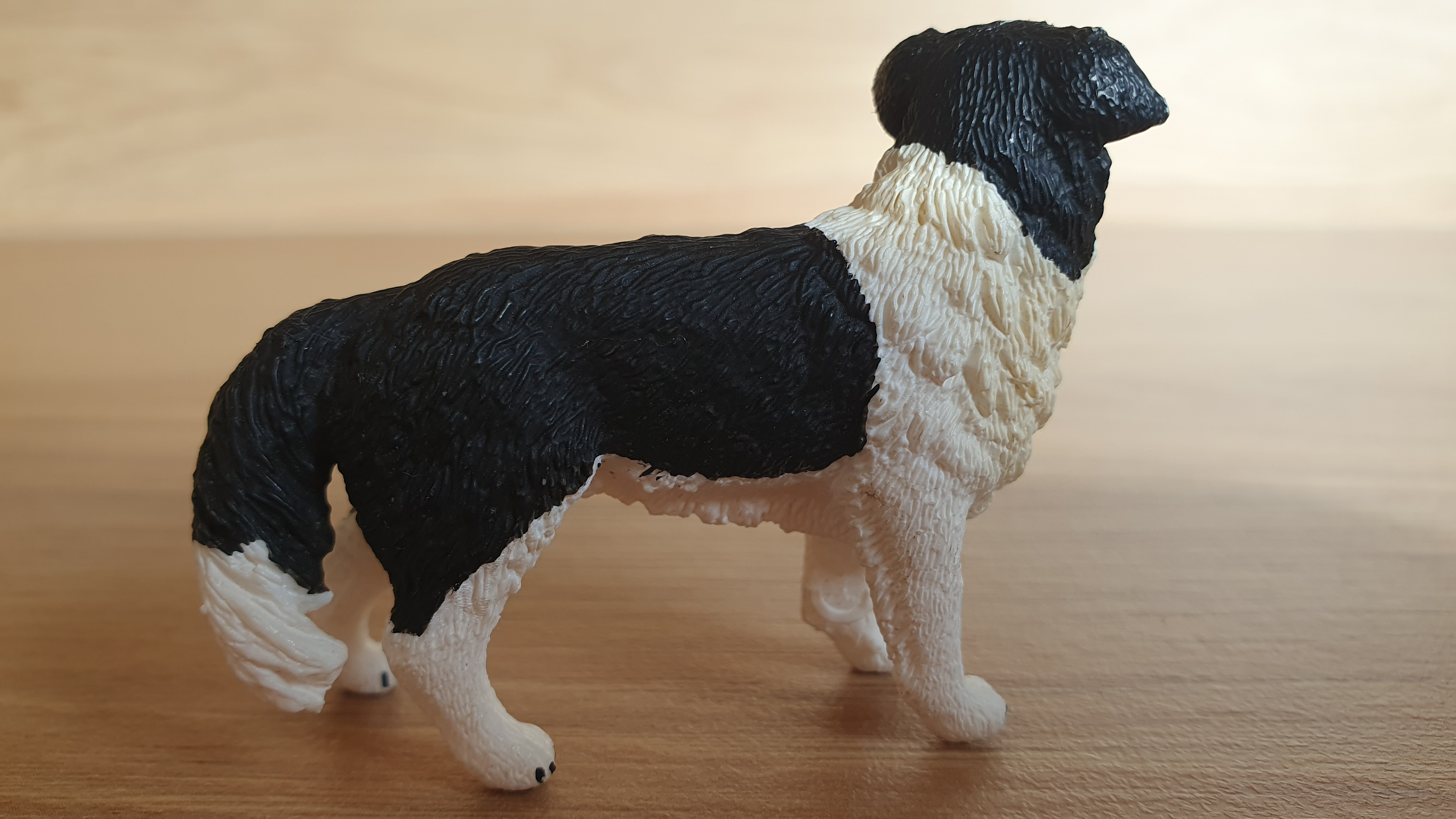 border kolie 16840