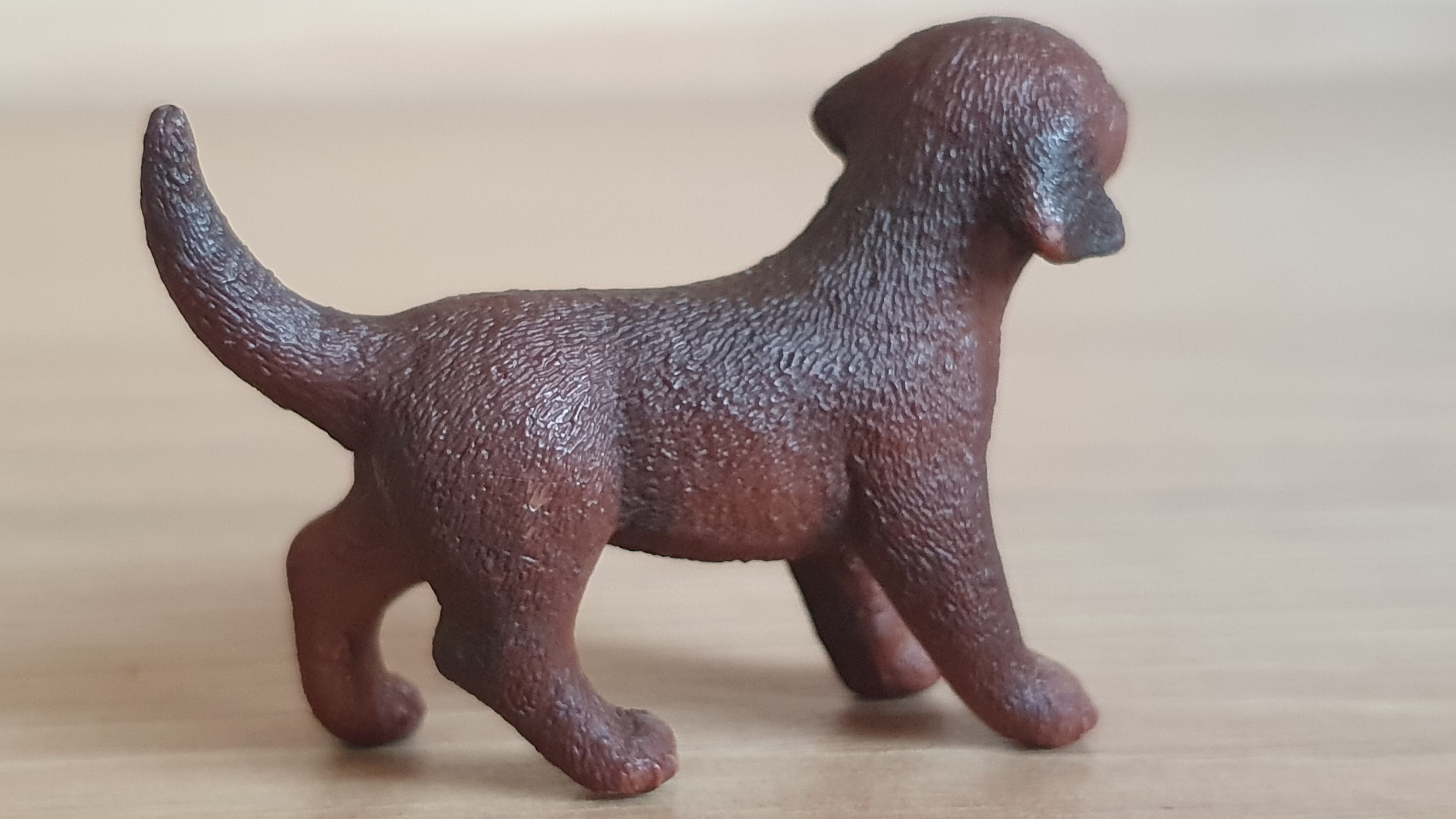Labradorský retrívr štěně 13835