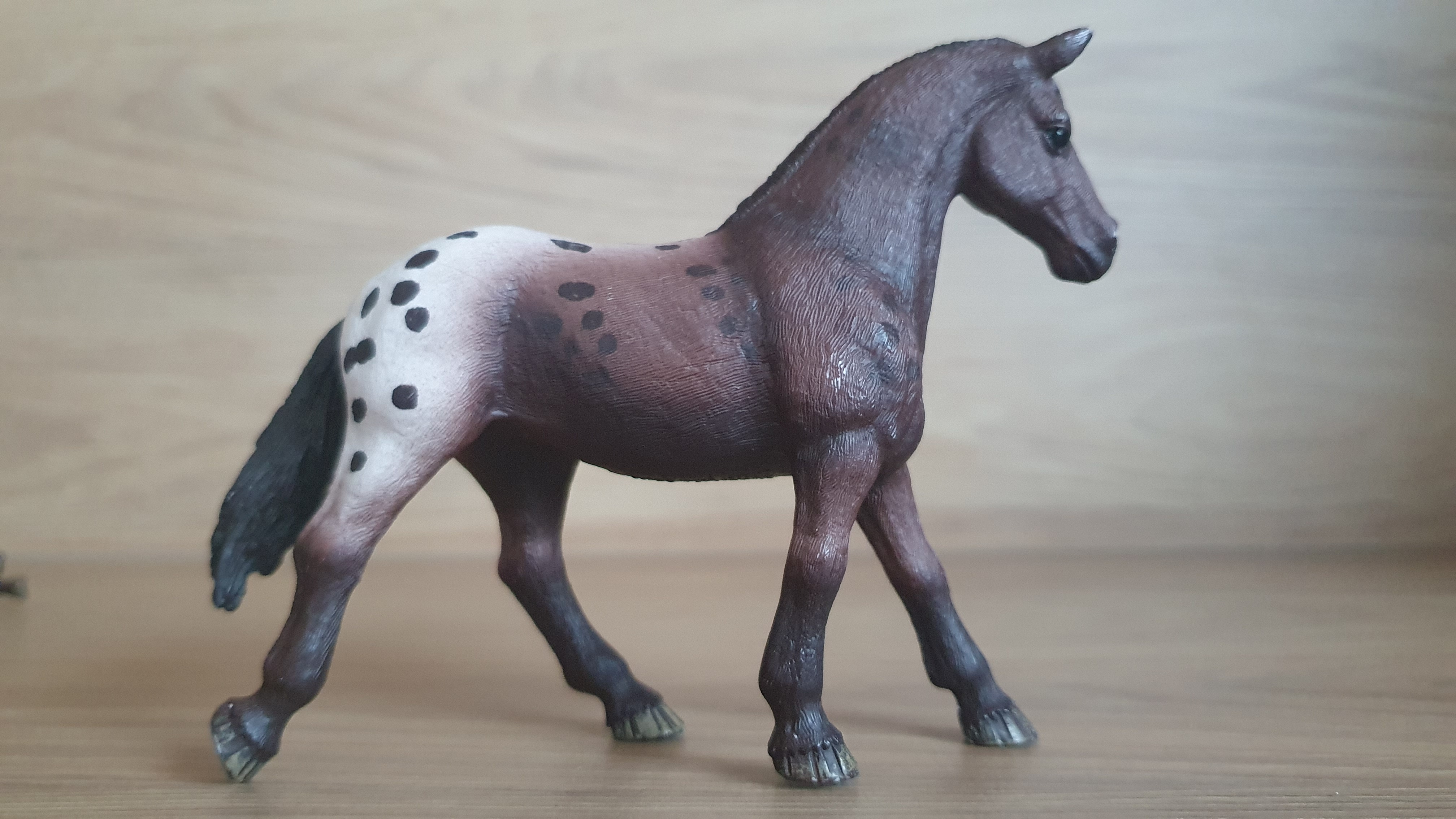 Appaloosa klisna 13861, model 2017