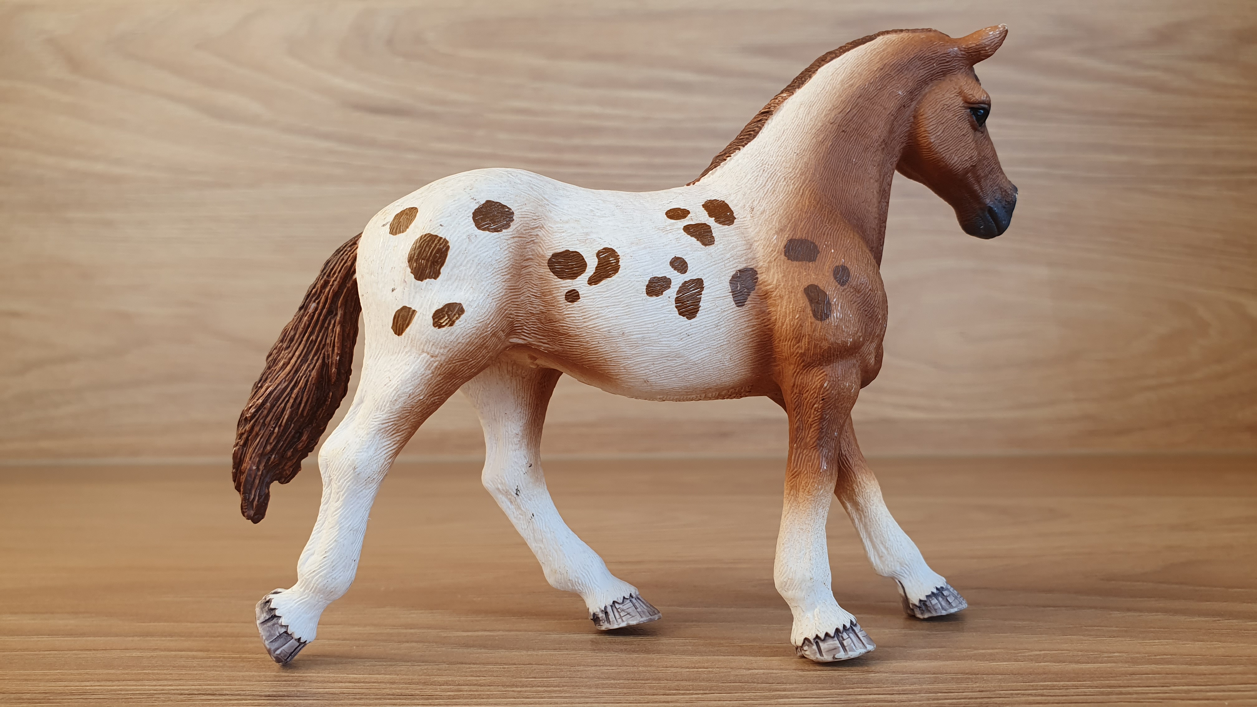 Appaloosa klisna 42433, model 2017
