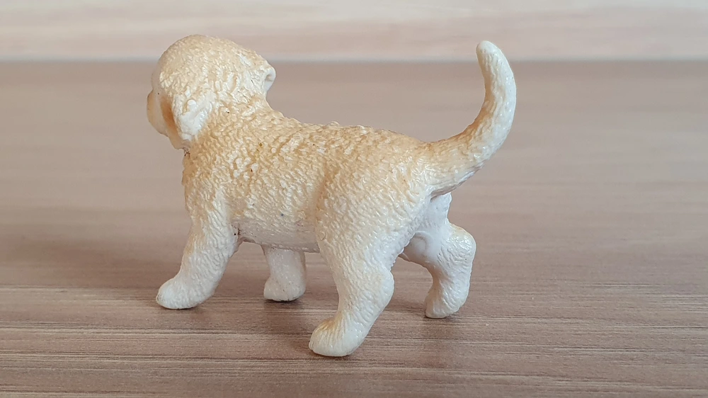 zlatý retrívr štěně 16396, model 2013