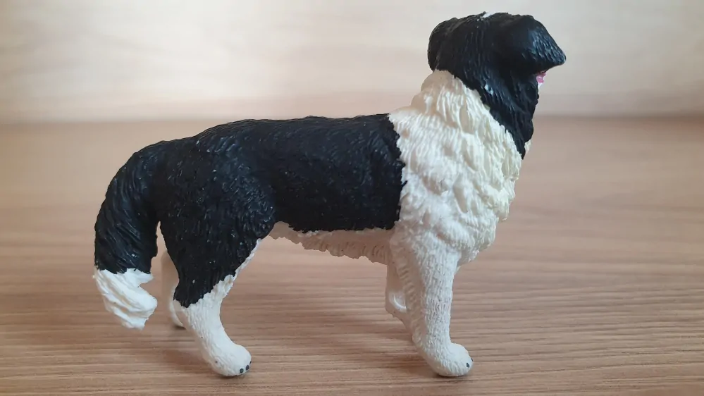 border kolie 16840