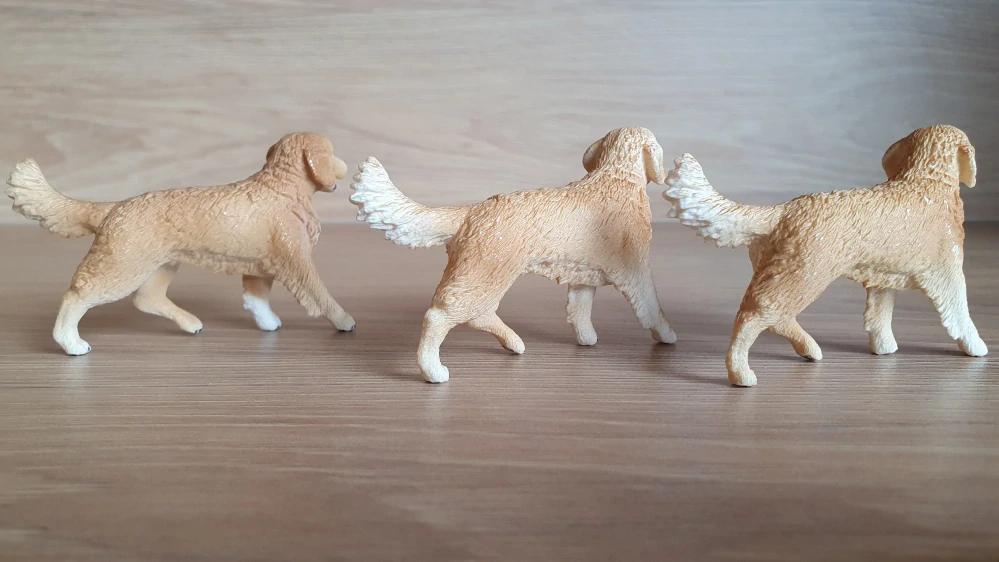 zlatý retrívr fena  16395, model 2013