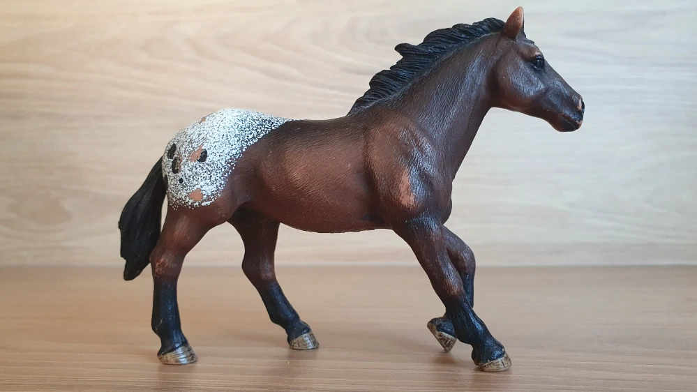 Appaloosa klisna 13732, model 2012