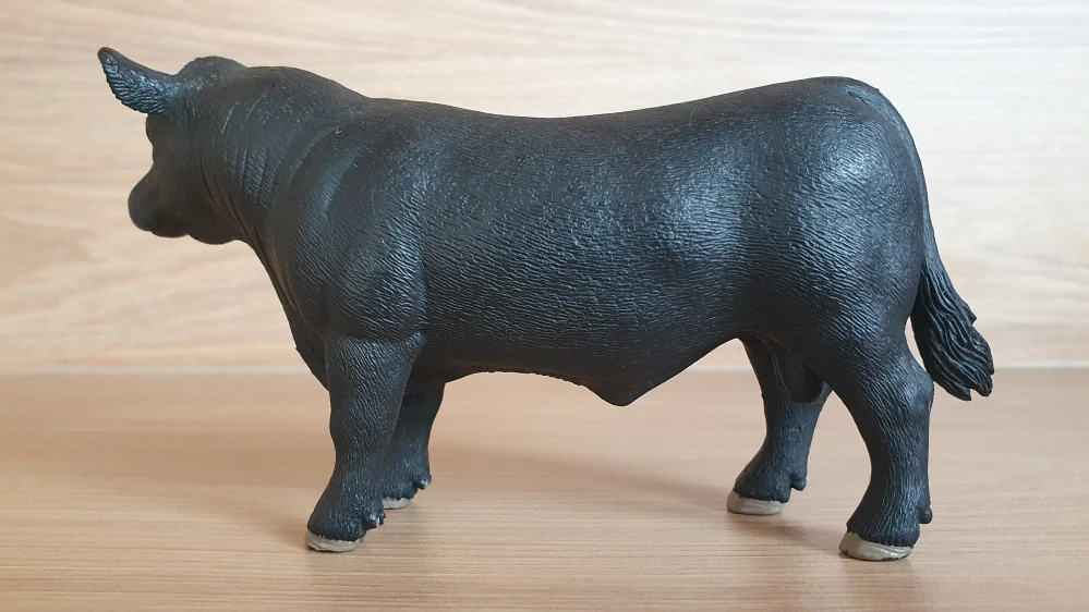 býk Anguský  13879, model 2018