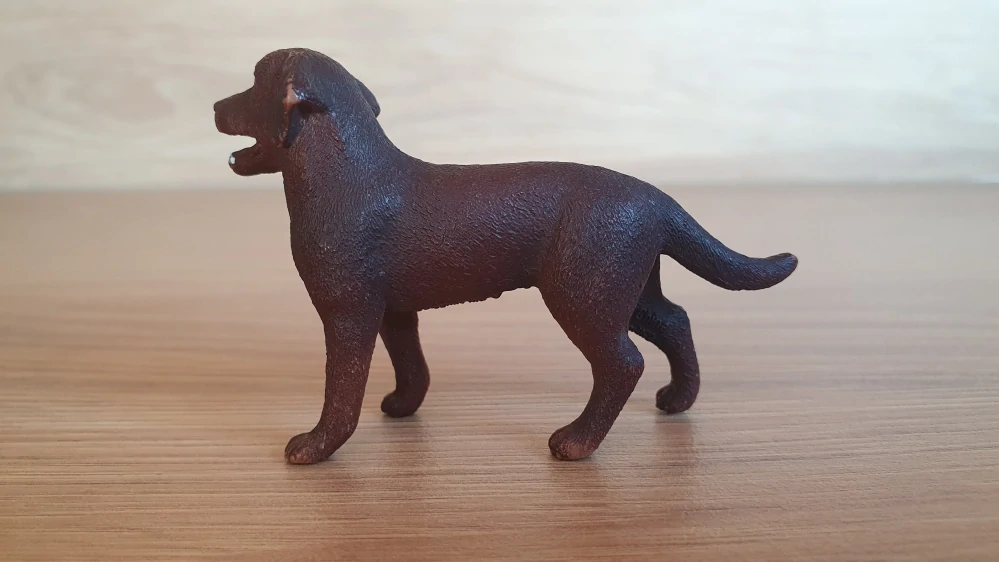 Labradorský retrívr 13834, model 2016