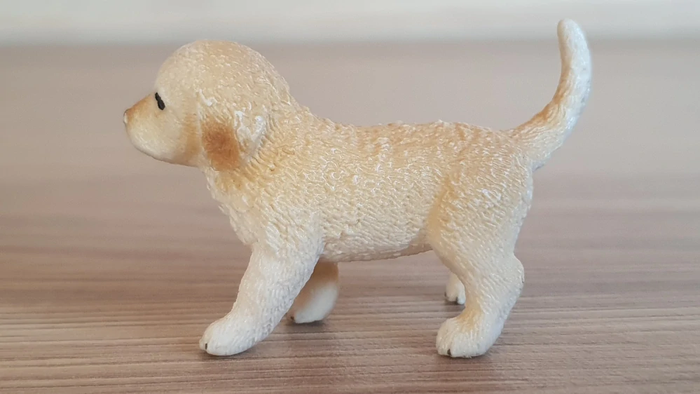 zlatý retrívr štěně 16396, model 2013