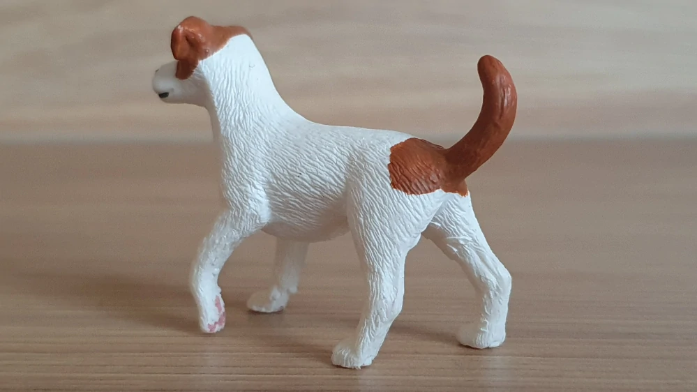 jack russel teriér  13916, model 2020