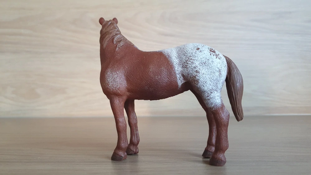 Appaloosa klisna  13731, model 2012