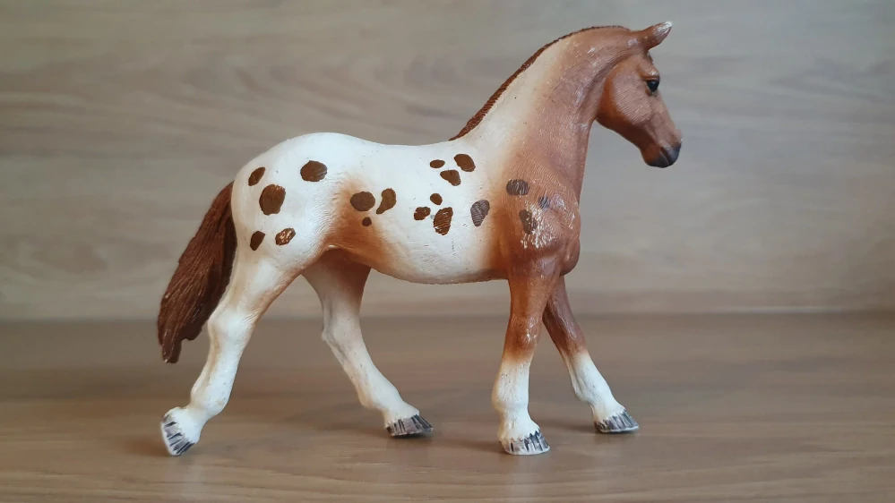 Appaloosa klisna 42433, model 2017
