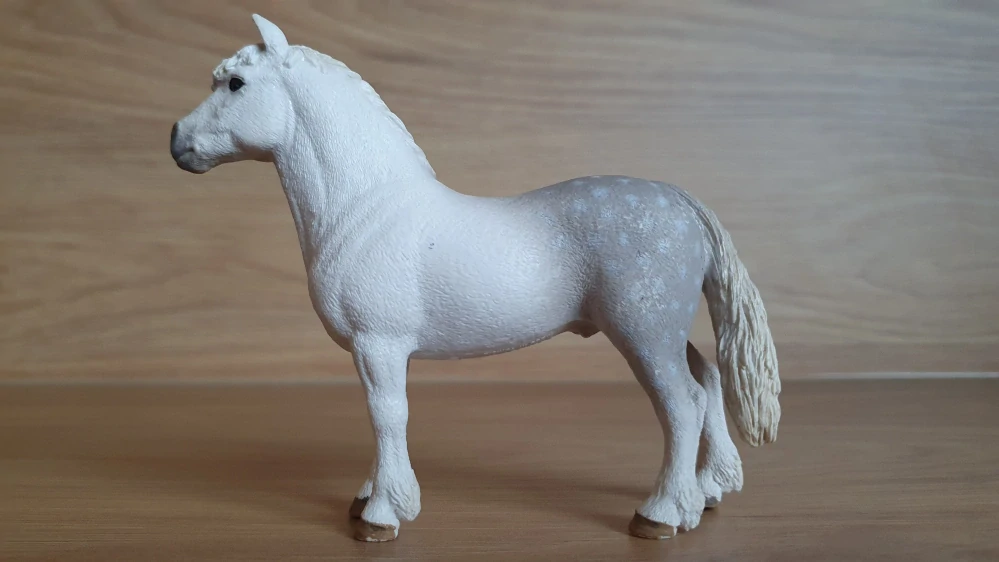 Velšský poník hřebec 13871, model 2017