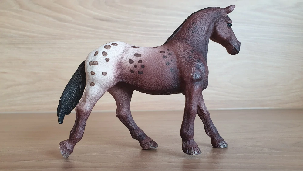 Appaloosa klisna 13861, model 2017