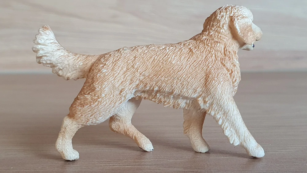 zlatý retrívr fena 16395, model 2013