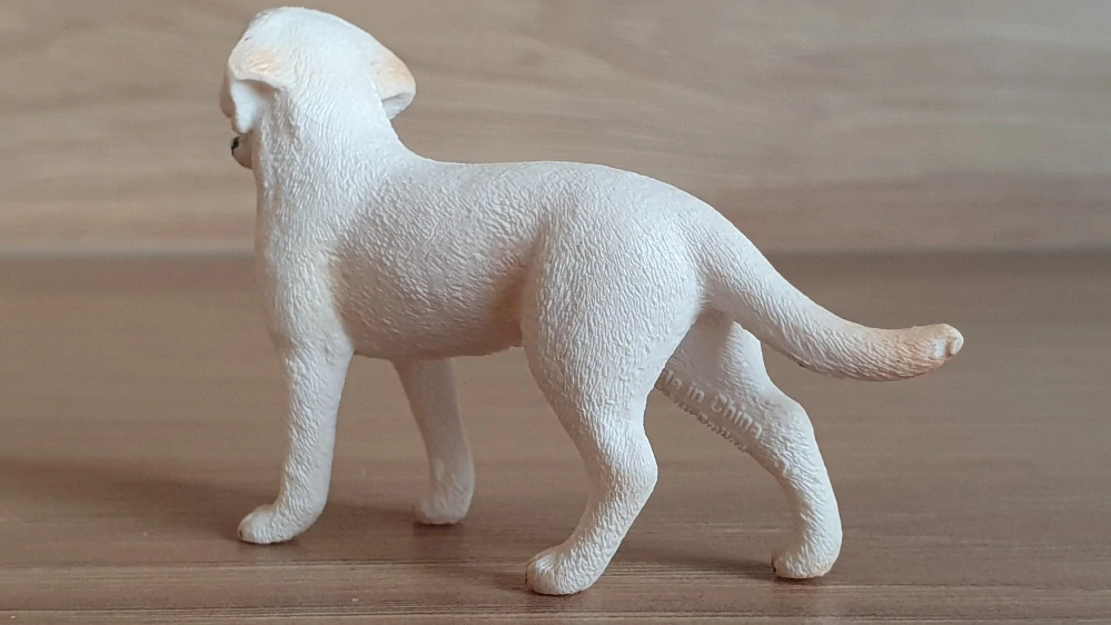bílý labrador retrívr ze setu