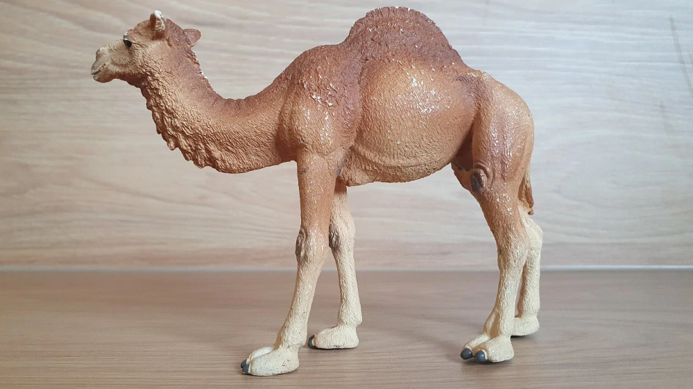 velbloud jednohrbý  14832, model 2019