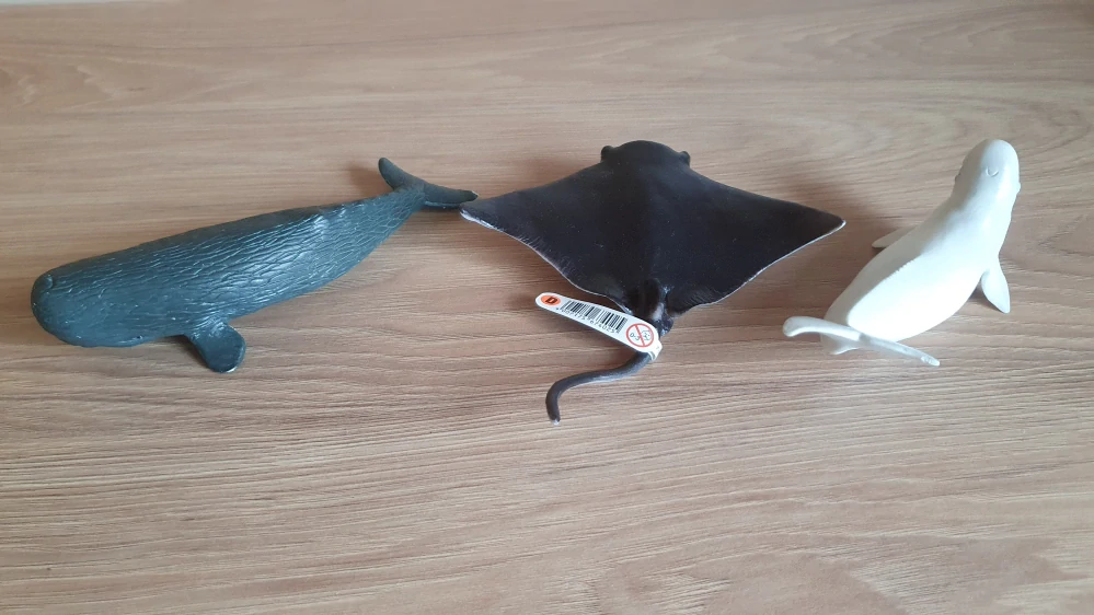 Mořští živočichové