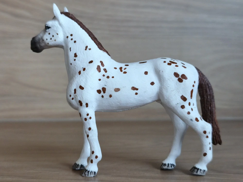 Appaloosa klisna 42433, model 2017