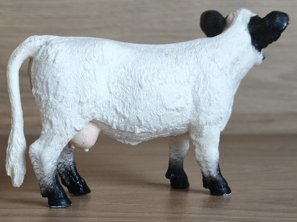 gallowayská kráva 13960, model 2022