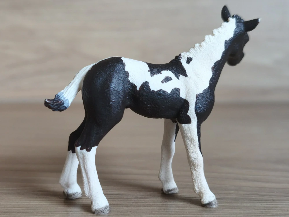 Pinto hříbě  13803, model 2015