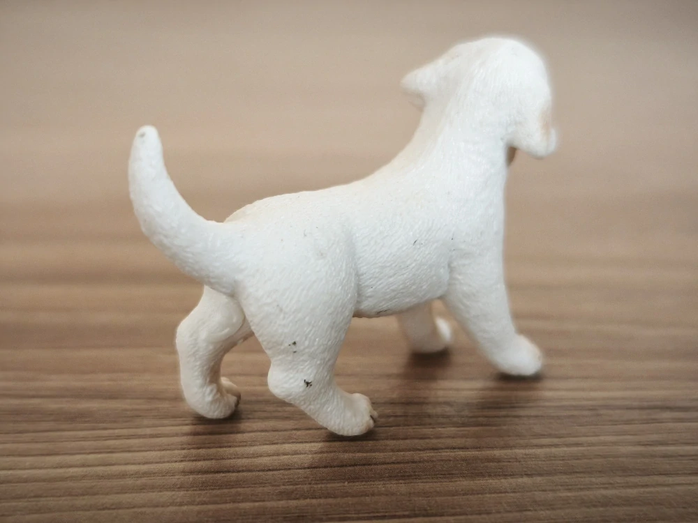 bílý labrador retrívr