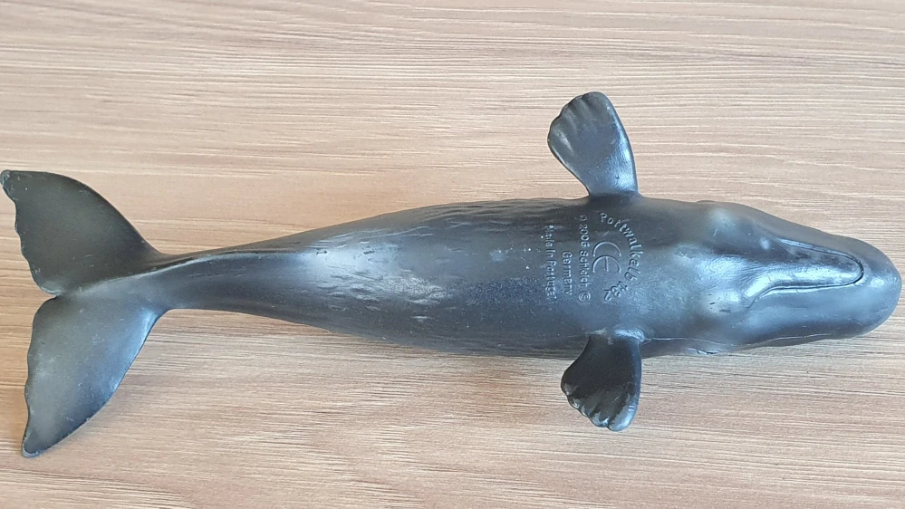 vorvaň mládě 16095, model 2006