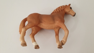 Quarter klisna 13852, model 2017