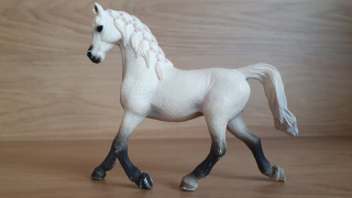 Bílá arabská klisna 13761, model 2013